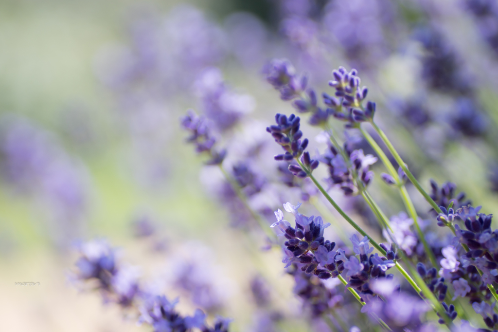 lavender..＊