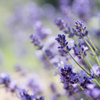 lavender..＊
