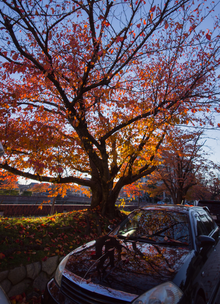 紅葉を映し込む