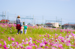 おもいで秋桜