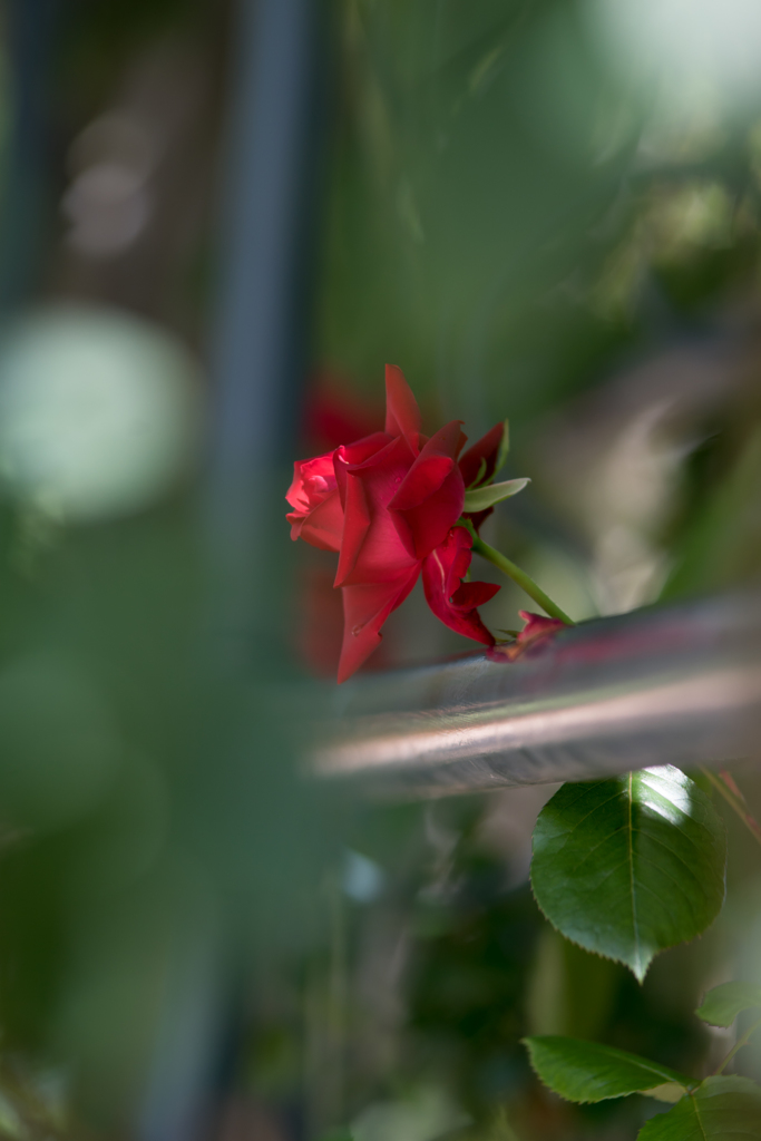Red rose..