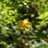 黄色い花