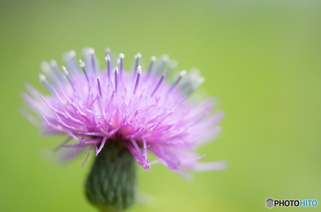  Thistle