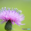  Thistle