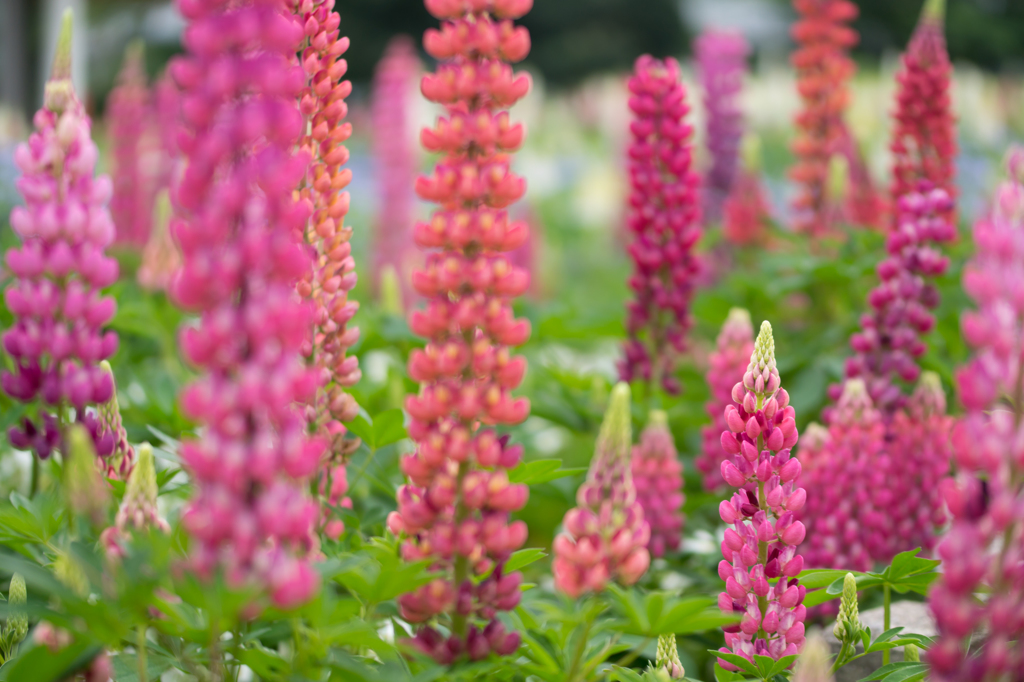 lupinus