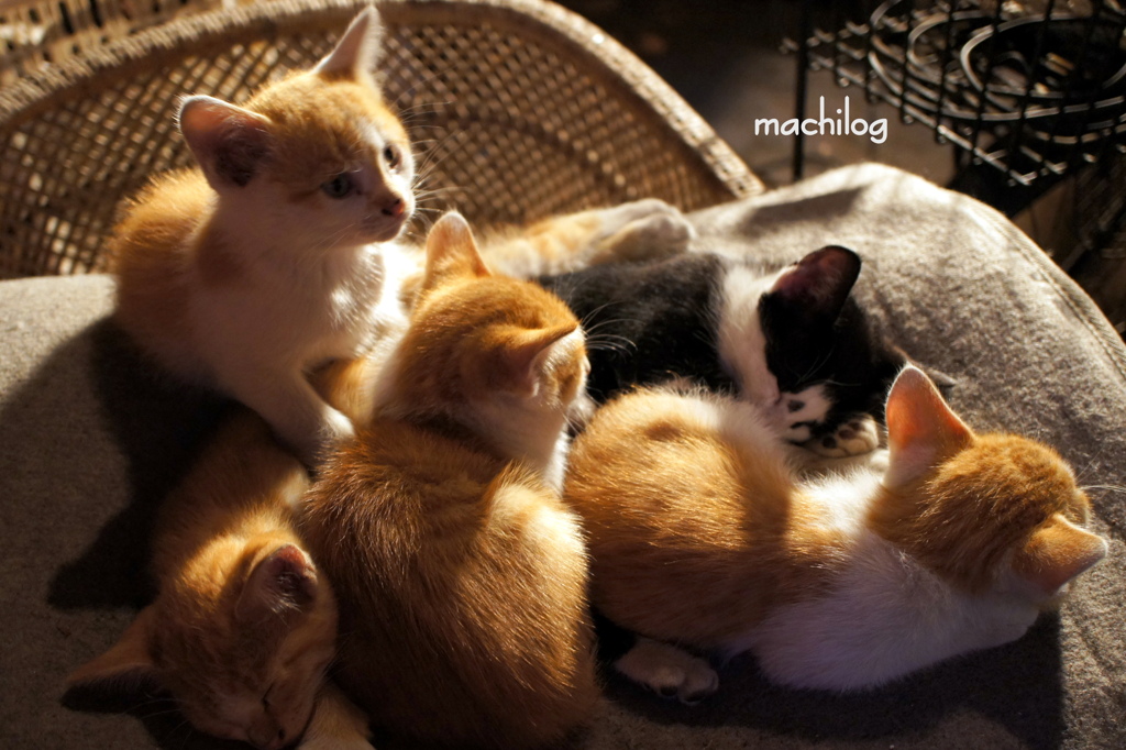 **こねこ**