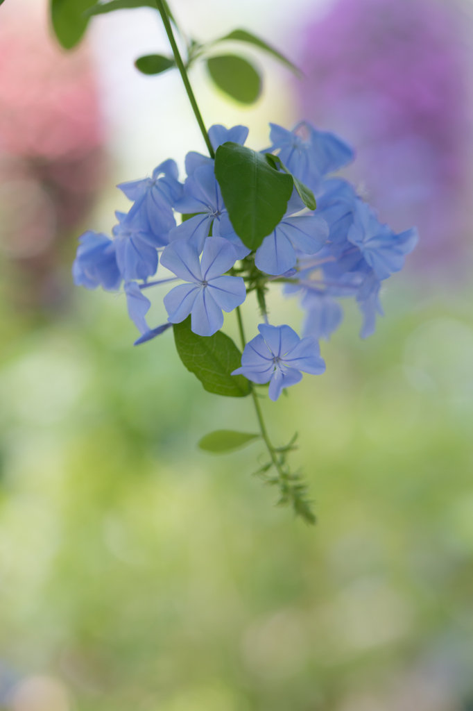 Blue flowers