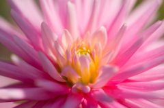 Sea anemone..