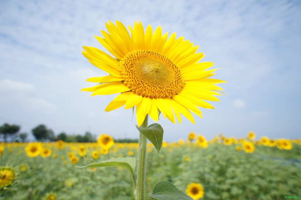 sunflower