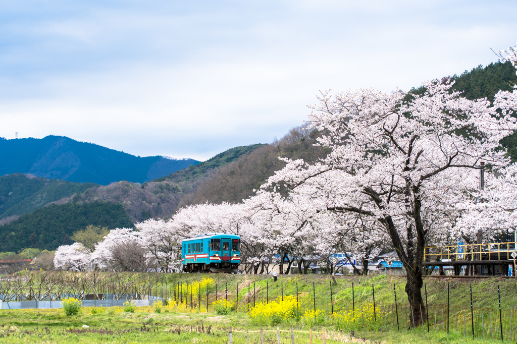 sakura✲てつ