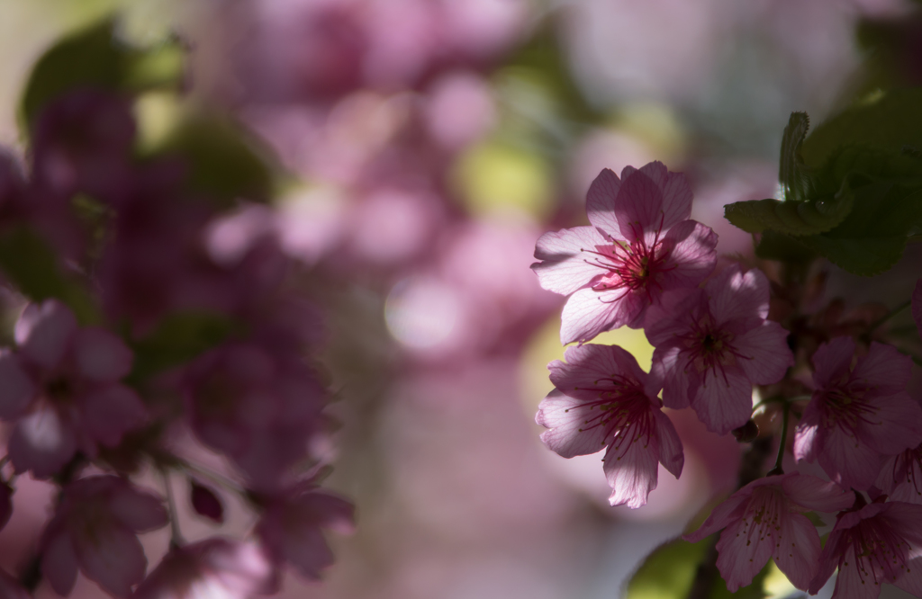 sakura❀