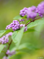purple