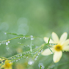 after the rain