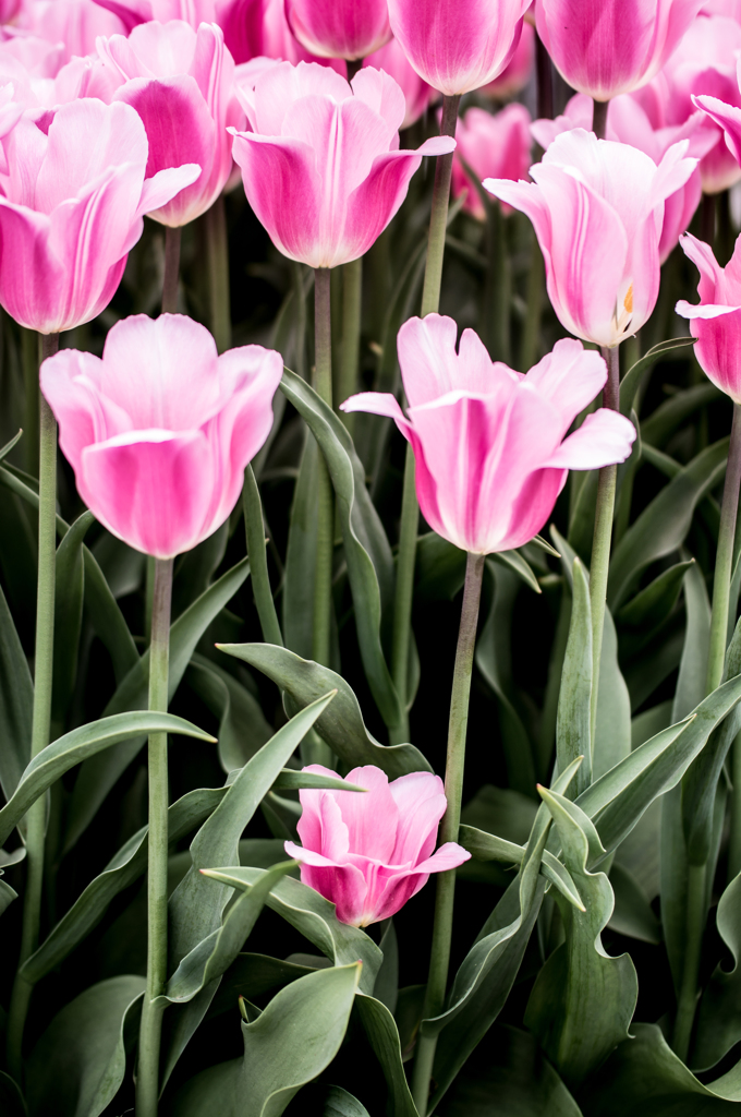 tulip...＊*