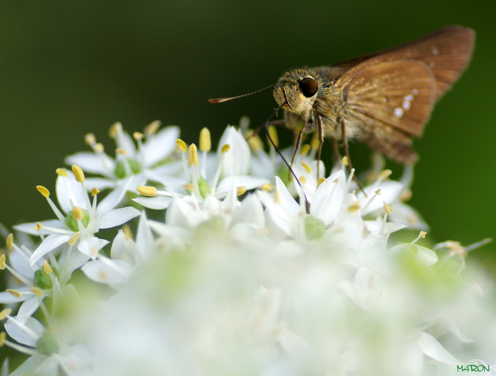 skipper butterfly