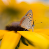 yellow flowers