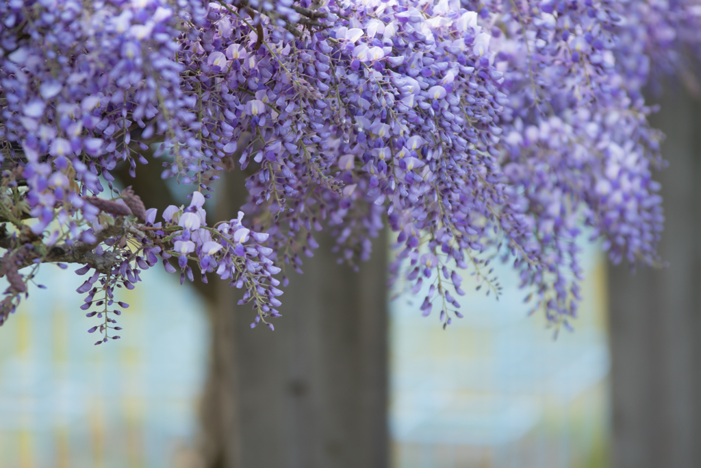 *..Wisteria..*