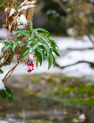 雪から雨