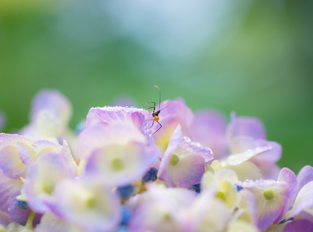 after the rain