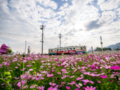 秋桜畑をはしる～♪