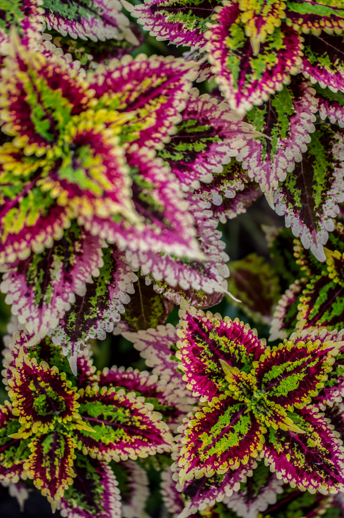 Leaves
