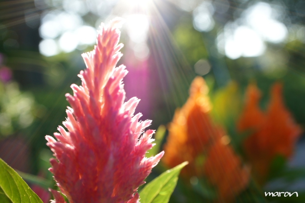**sunlight**