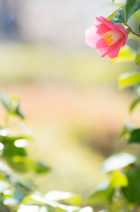 Sunlight of spring
