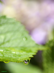 雫にも紫陽花