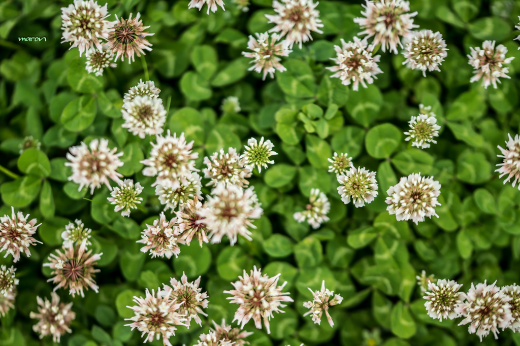 White clover