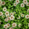 White clover