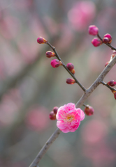 plum blossoms..*