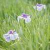 Iris..*＊