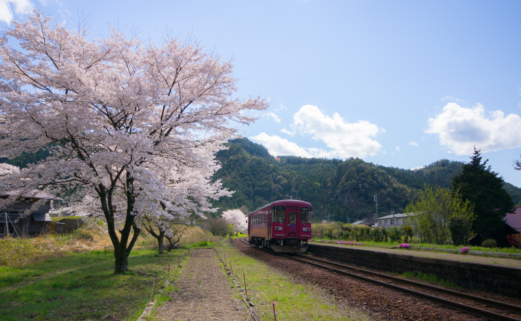 桜鉄♪