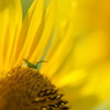 ＊*sunflower*＊