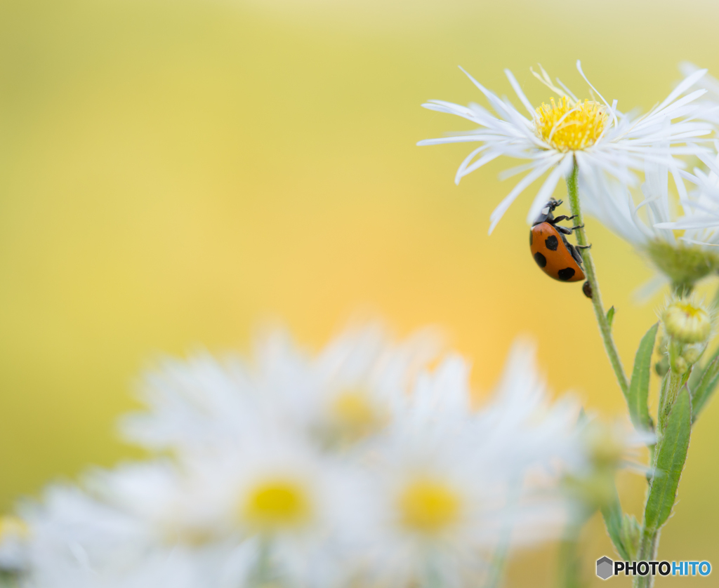 Ladybug～❋