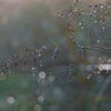 morning dew