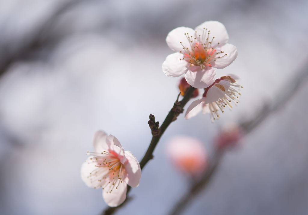 Scent of spring