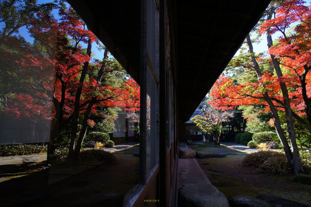 六華苑の紅葉