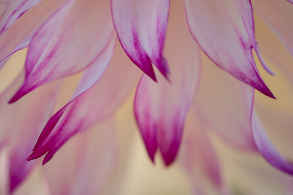 花の美しさ..
