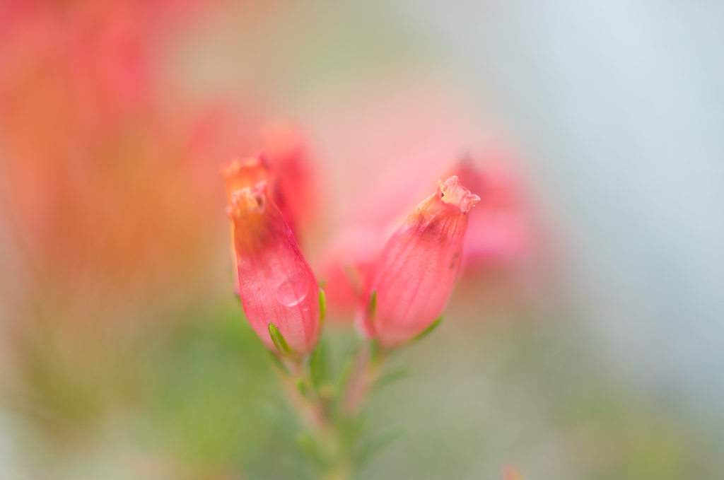 Wait for spring