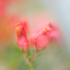 Wait for spring