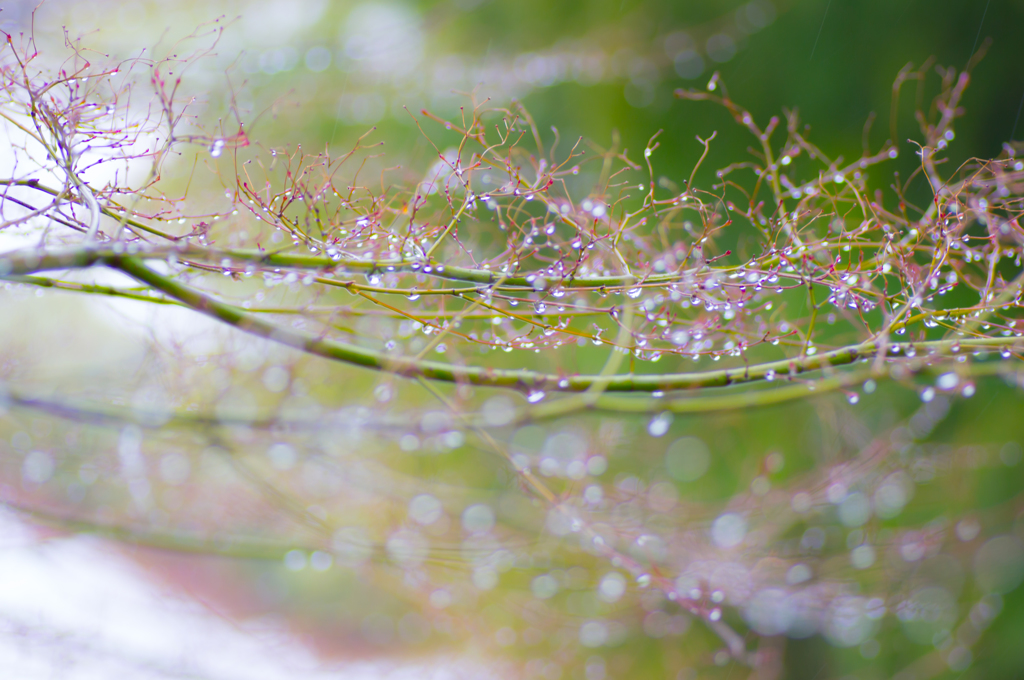 雨の雫♪