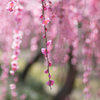Ume*