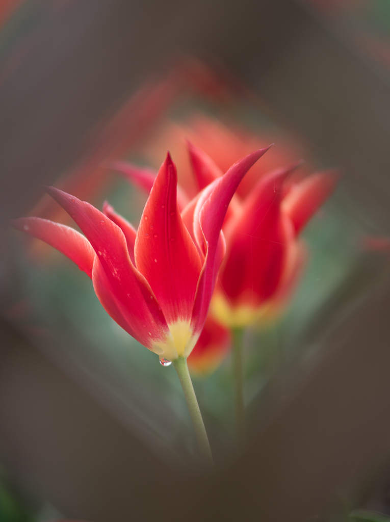 Red Tulip