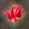 Red Tulip