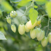 Tomato..♪