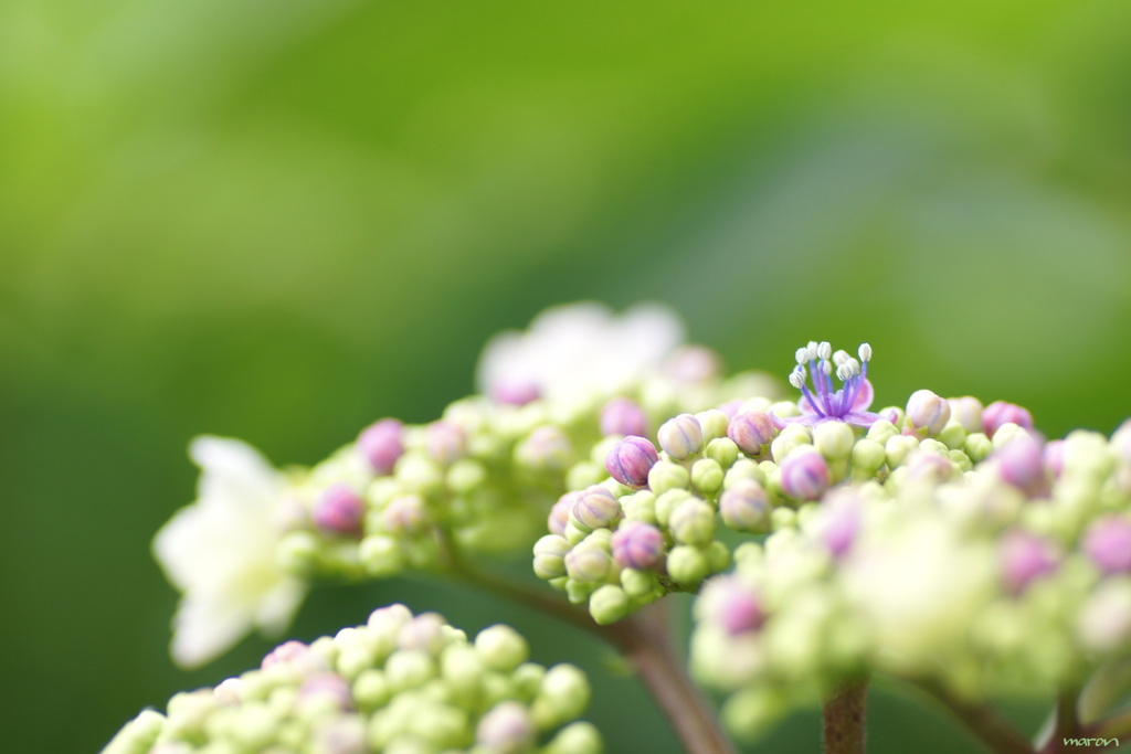 小さな花園