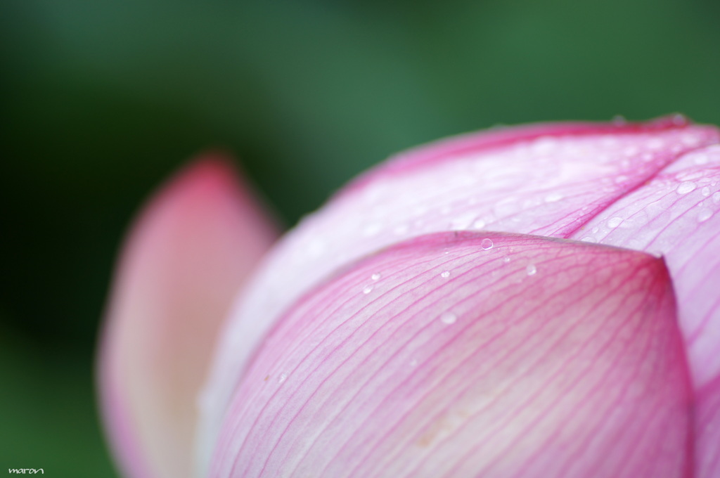 after the rain