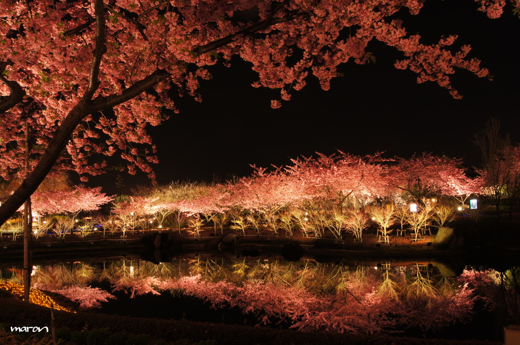 夜の河津桜