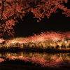 夜の河津桜